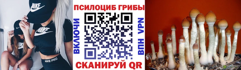 Галлюциногенные грибы мицелий  Королёв 